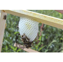 Bienenkiste, Einraumbeute für Honig-Bienen zum Imkern 87 x 43,5 x 56,5 cm-thumb-7
