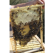Bienenkiste, Einraumbeute für Honig-Bienen zum Imkern 87 x 43,5 x 56,5 cm-thumb-8