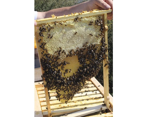 Bienenwabe mit Bienen in Holzrahmen