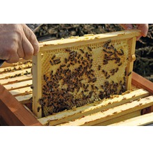 Bienenkiste, Einraumbeute für Honig-Bienen zum Imkern 87 x 43,5 x 56,5 cm-thumb-14