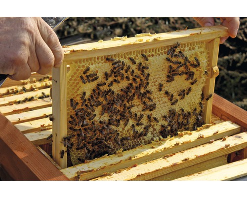 Bienenwabe in Holzrahmen mit Bienen