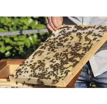 Bienenkiste, Einraumbeute für Honig-Bienen zum Imkern 87 x 43,5 x 56,5 cm-thumb-13