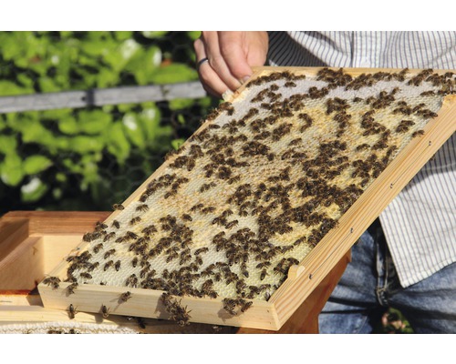 Bienenwabe in Holzrahmen mit Bienen