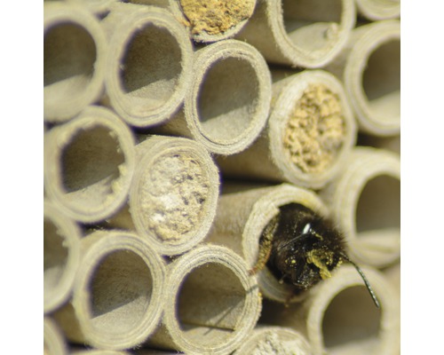 Nahaufnahme eines Insektenhotels mit einer Wildbiene, die in einer Röhre sitzt