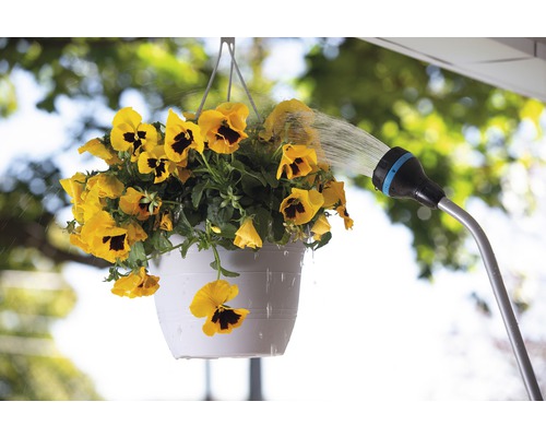 Bewässerung von gelben Stiefmütterchen in einem hängenden Blumentopf mit einem Wasserschlauch
