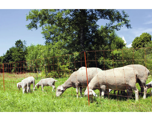 Schafe und Lämmer grasen auf einer Wiese hinter einem Elektrozaun.