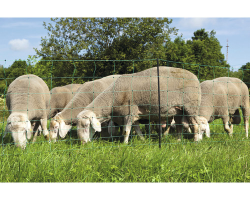 Schafe auf einer Wiese hinter einem Schafzaun
