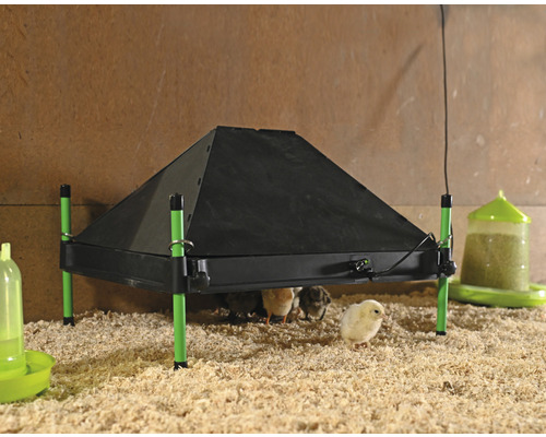 Wärmeplatte für Küken mit Futter- und Wassertränke in Stall