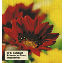 Gazanie-Blume für die Neuanlage und Verbesserung von Blumen- und Staudenbeeten