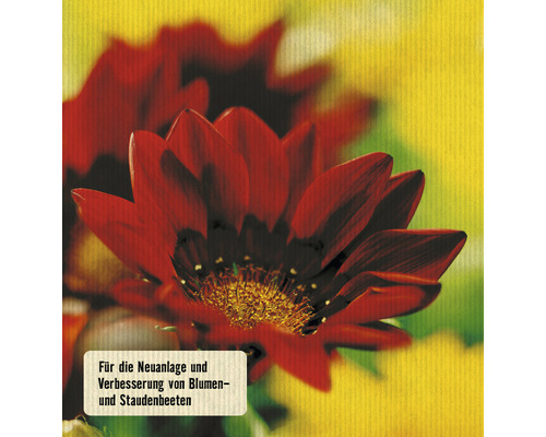 Gazanie-Blume für die Neuanlage und Verbesserung von Blumen- und Staudenbeeten