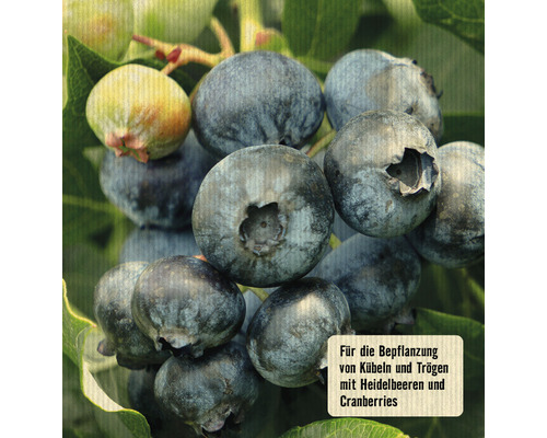 Nahaufnahme von reifen Heidelbeeren an einem Strauch