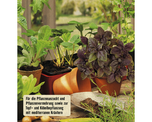 Verschiedene Pflanzen in Töpfen für die Anzucht und Vermehrung.