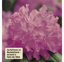 Rhododendronerde FloraSelf 40 L-thumb-1