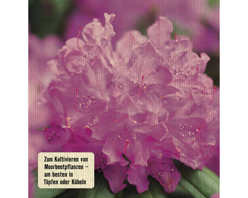 Nahaufnahme einer Rhododendronblüte.