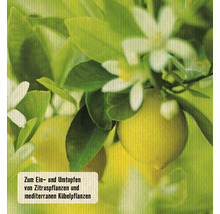 Zitruspflanzen und mediterrane Kübelpflanzen zum Ein- und Umtopfen