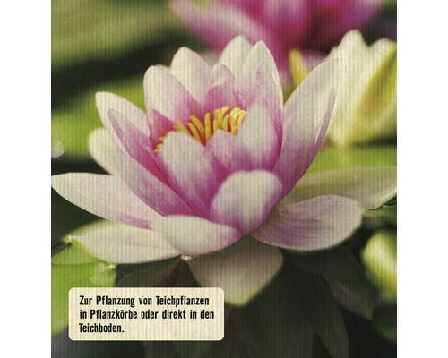 Nahaufnahme einer Seerose mit rosa und weißen Blütenblättern und gelben Staubgefäßen.