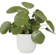 Übertopf elho Vibes fold Kunststoff Ø 22 cm H 20,1 cm seidenweiß