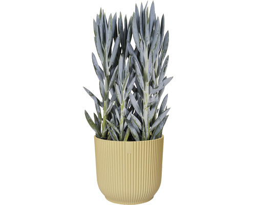 Senecio im Topf