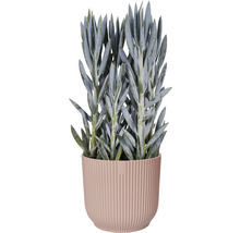 Übertopf Elho Vibes fold Kunststoff Ø 16,1 cm H 14,8 cm zartrosa