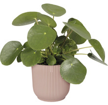 Übertopf Elho Vibes fold Kunststoff Ø 16,1 cm H 14,8 cm zartrosa