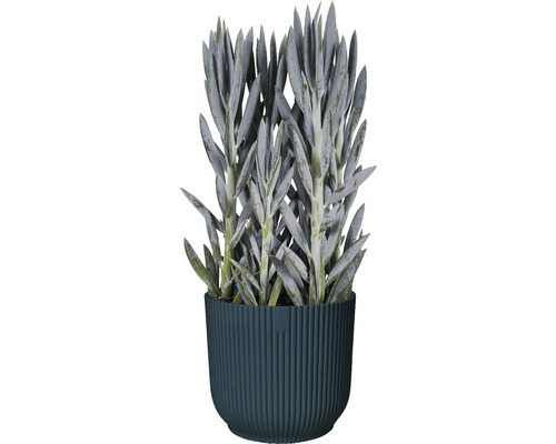 Kunstpflanze Sukkulente im Topf