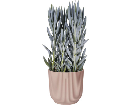 Senecio vor dem Hintergrund eines Blumentopfs