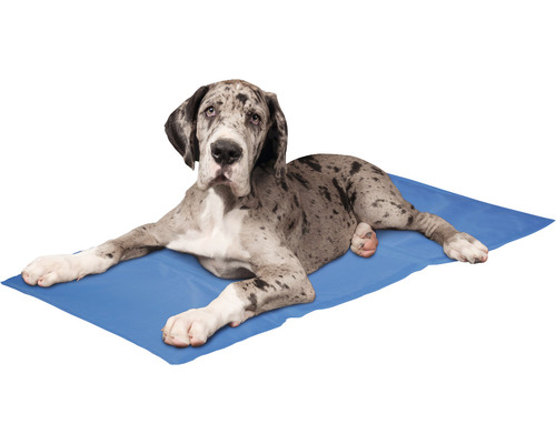 Dogge liegt auf Kühlmatte