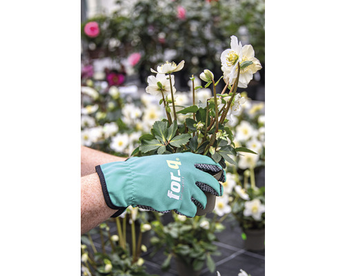 Eine Person hält eine Christrose in einem Topf mit Gartenhandschuhen.