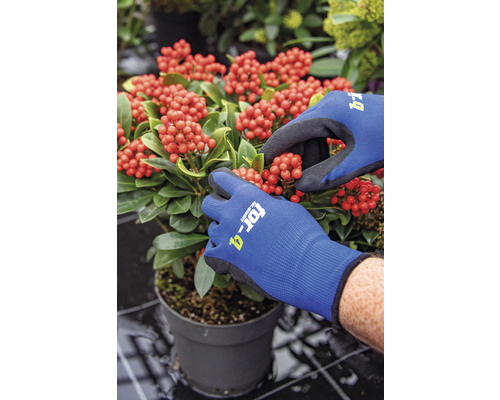 Hände mit Gartenhandschuhen schneiden eine Zimmerpflanze mit roten Beeren in einem Topf.