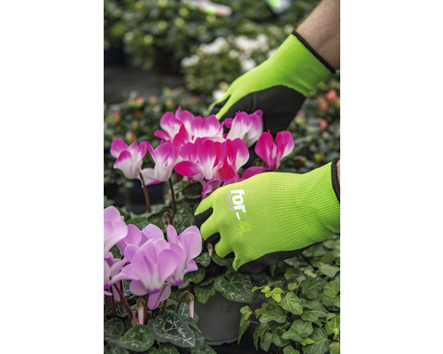Gartenhandschuhe beim Hantieren mit rosa und weißen Alpenveilchen