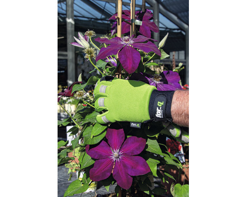 Clematis Pflanze mit Gartenhandschuh
