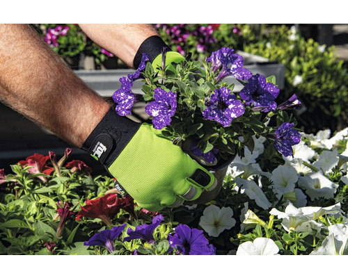 Hände mit Gartenhandschuhen pflanzen Petunien in einen Garten.