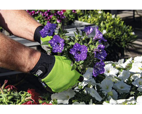 Gärtner mit Gartenhandschuhen hält Petunienblüten