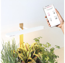 Lilo Connect Zimmergarten mit App Steuerung