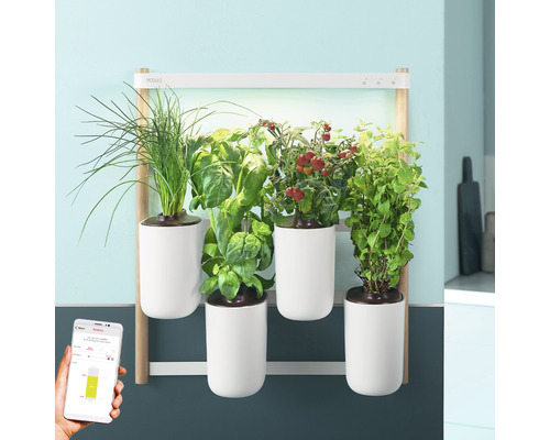 Wandmontierter Kräutergarten mit Basilikum, Schnittlauch, Minze und Tomaten in Töpfen