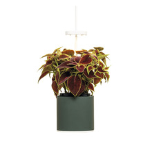 Coleus Pflanze in einem Topf mit LED-Wachstumslicht
