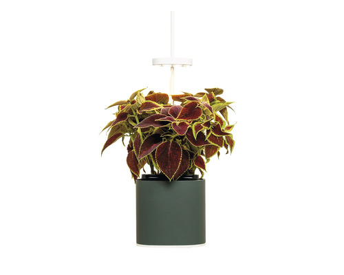 Coleus Pflanze in einem Topf mit LED-Wachstumslicht