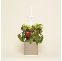 Indoor-Garten mit roter Spitzpaprika und LED-Wachstumslampe