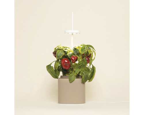 Indoor-Garten mit roter Spitzpaprika und LED-Wachstumslampe