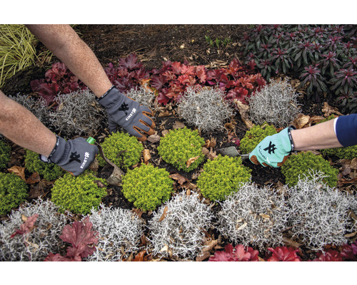 Gärtner pflanzt mit Gartenhandschuhen Pflanzen in einem Gartenbeet.