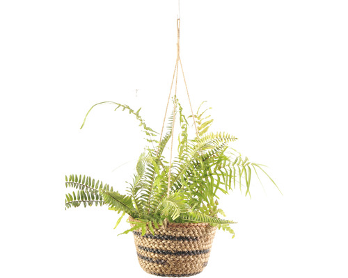 Hängepflanze mit Farn in einem Korb