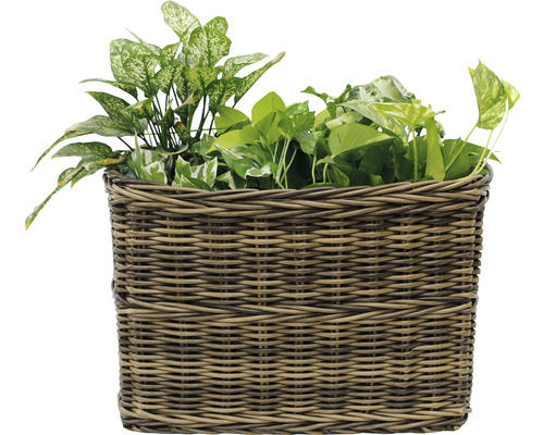 Korb mit Zimmerpflanzen