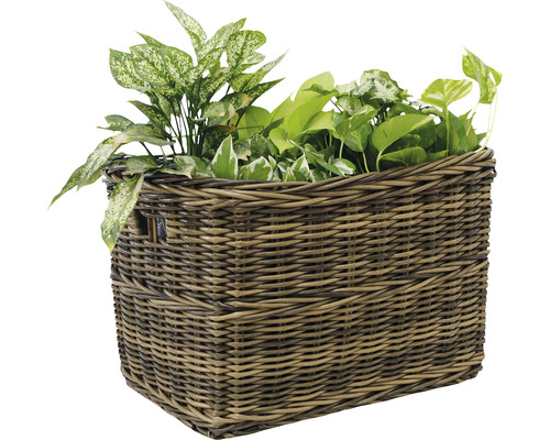 Geflochtener Pflanzkorb mit verschiedenen Grünpflanzen