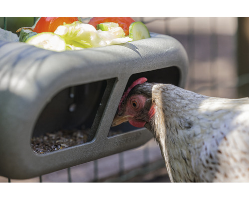 Henne frisst aus einem Futtertrog mit Gemüse und Körnern