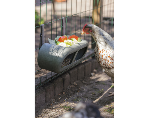 Hühnerfutterraufe mit Salat, Tomaten und Gurken, befestigt an einem Zaun mit einem Huhn daneben.