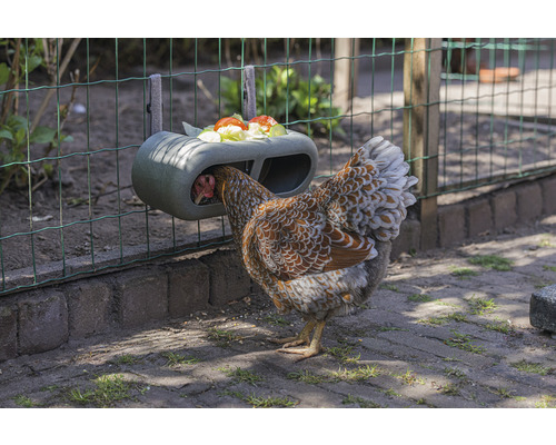 Huhn frisst aus Futterstation am Zaun