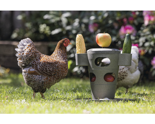 Henne und Futterautomat mit Maiskolben, Apfel und Gurke im Garten