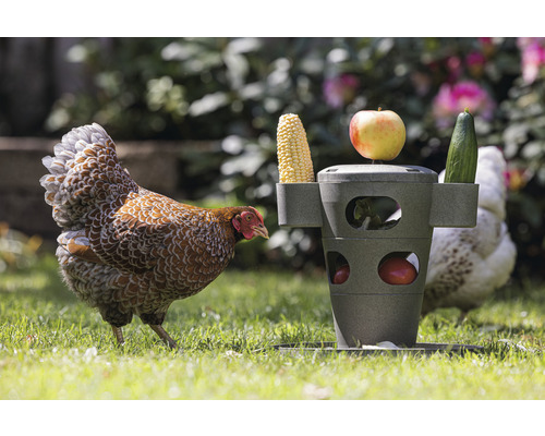 Eine Henne und ein Hühnerfutterspender mit Mais, Apfel und Gurke im Garten.