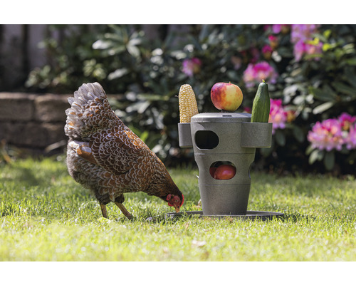 Henne pickt neben einem Futterspender für Hühner mit Mais, Apfel und Gurke im Garten