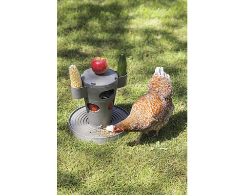 Hühnerfutterautomat mit Maiskolben, Apfel, Gurke und Huhn auf einer Wiese